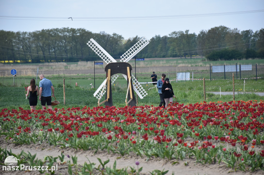 Piknik Żeglarski w Cedrach Wielkich