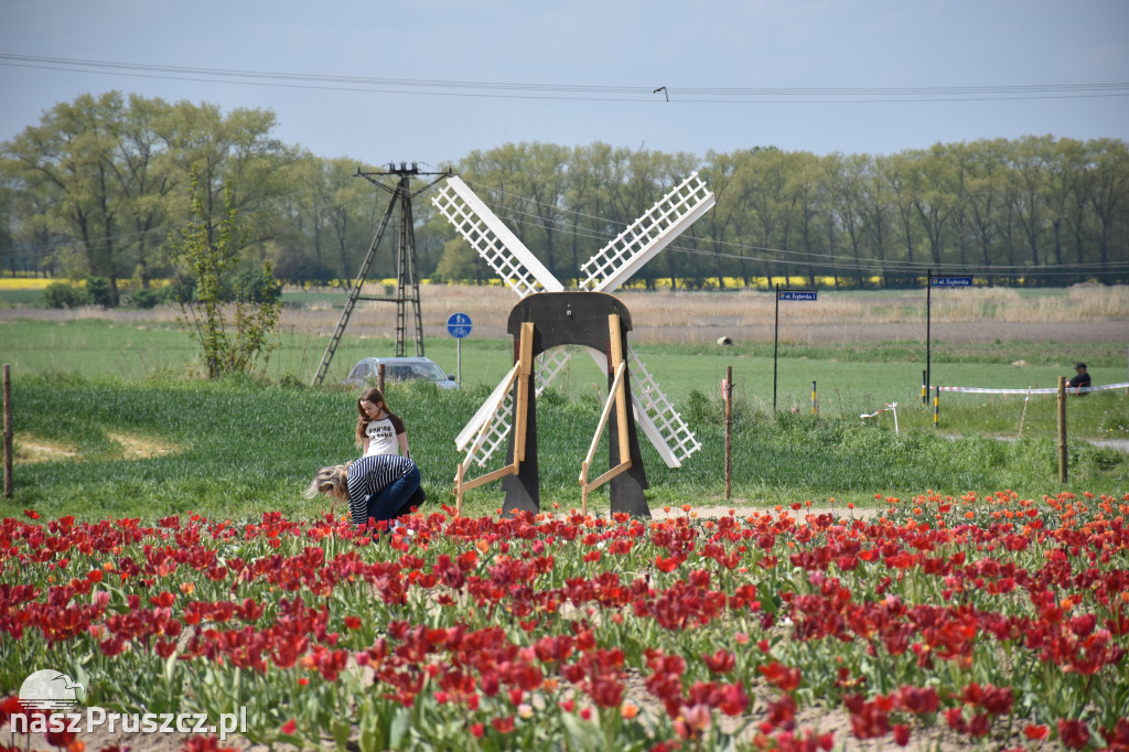 Piknik Żeglarski w Cedrach Wielkich