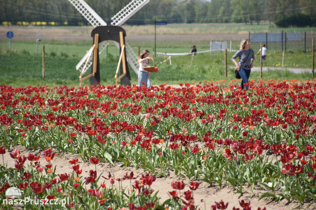 Piknik Żeglarski w Cedrach Wielkich