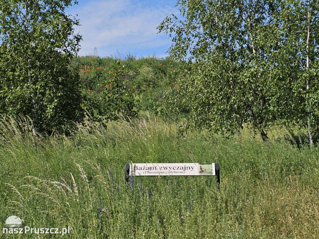 Park Brzozowy w Skowarczu