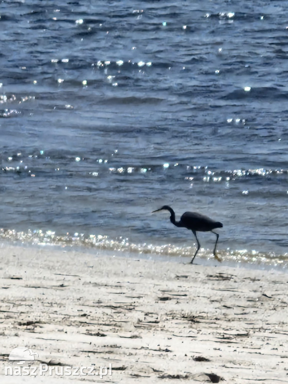 Travelplanet w Pruszczu Gdańskim