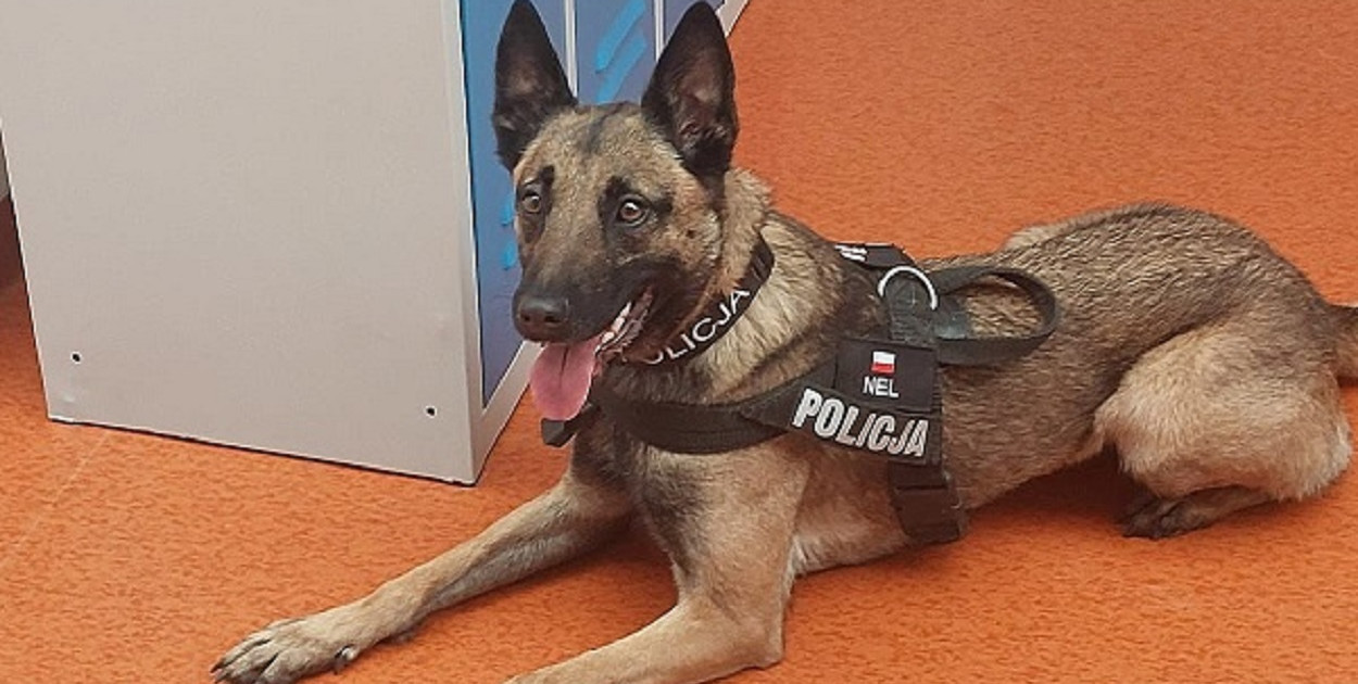 Pruszcz Gdański: Policyjny pies Nel spotkał się z młodzieżą