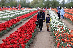 \"O rany, tulipany!\" w Błotniku-1041