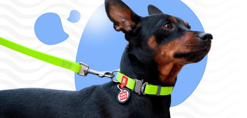  Dlaczego potrzebujesz identyfikatorów dla psów?