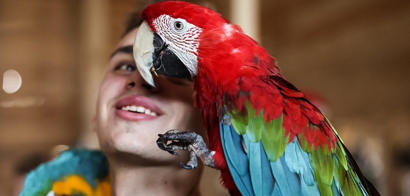 Odkryj kolorowy świat Papugarni Crazy Animals!