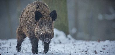 Pruszcz Gdański: Coraz więcej dzików w mieście. Co robić, gdy je spotkamy?-15724