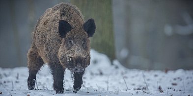 Pruszcz Gdański: Coraz więcej dzików w mieście-15724