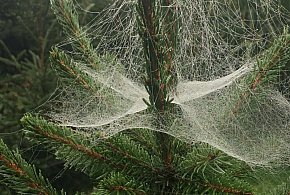 Kupujesz żywą choinkę na święta? Ten szczegół łatwo przeoczyć-23387