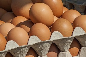 Salmonella wykryta w jajach! GIS wydał pilne ostrzeżenie-23502