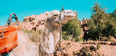 Zapachy, kolory i dźwięki. Maroko z Travelplanet.pl w Pruszczu Gdańskim