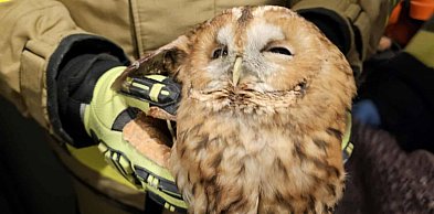 Gmina Cedry Wielkie: Sowa w opałach! Strażacy w akcji!