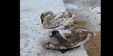 Łabędzie umierają z głodu. Dramatyczna sytuacja w Juszkowie