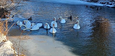 Pruszcz Gdański: Łabędzie na Raduni potrzebują wsparcia. Każdy może pomóc