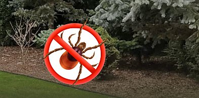 Jak działa profesjonalne zwalczanie kleszczy i komarów w Warszawie