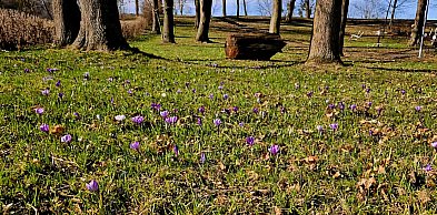 Pszczółki: Park w Ulkowach rozkwita