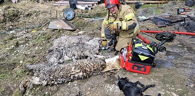 Dramatyczny pożar domku działkowego. Strażacy uratowali cztery psy