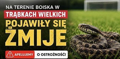 Żmije na terenie boiska w Trąbkach Wielkich. Gmina apeluje o ostrożność