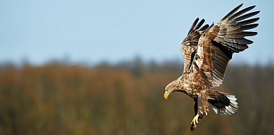 Ekspertyza ornitologiczna – kiedy jest potrzebna i co obejmuje?