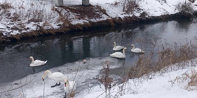 Pruszcz Gdański: Łabędź nad Radunią nie przetrwał – pomóżmy innym ptakom