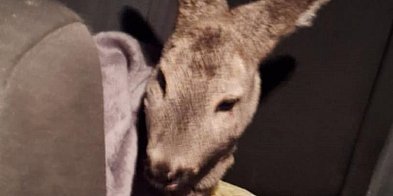 Pszczółki: Bohaterowie na drodze – sarenka uratowana-23100