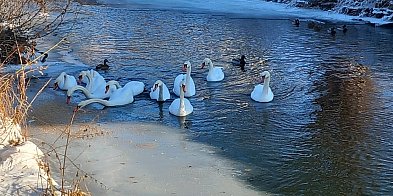 Pruszcz Gdański: Łabędzie na Raduni potrzebują wsparcia