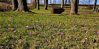 Pszczółki: Park w Ulkowach rozkwita
