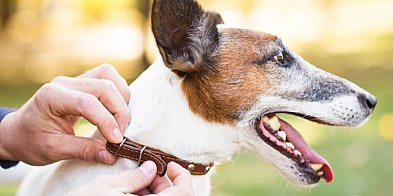 Bezpieczny pupil? Czipowanie za darmo w gminie Kolbudy!