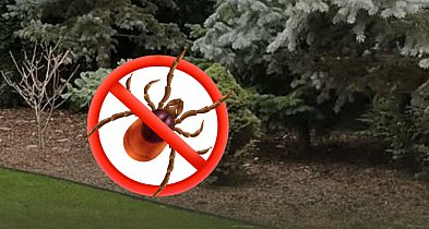 Jak działa profesjonalne zwalczanie kleszczy i komarów w Warszawie