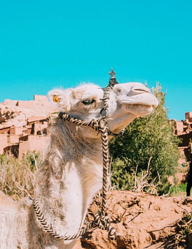 Zapachy, kolory i dźwięki. Maroko z Travelplanet.pl w Pruszczu Gdańskim