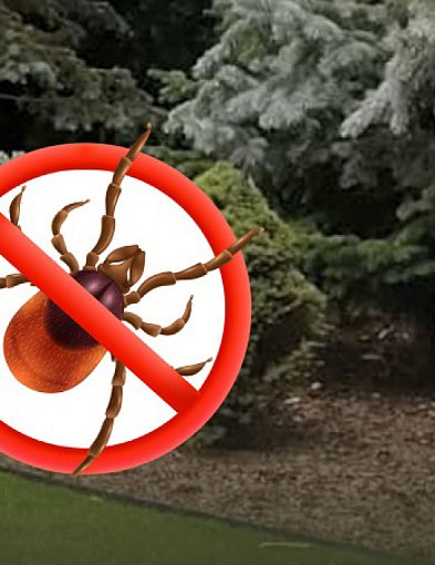 Jak działa profesjonalne zwalczanie kleszczy i komarów w Warszawie