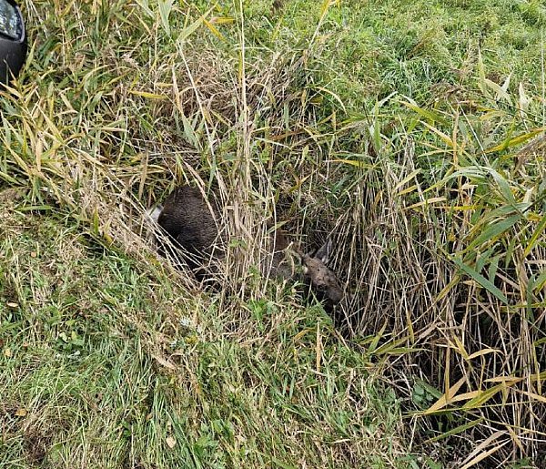 Cedry Wielkie: W Kiezmarku auto zderzyło się z łosiem-21972