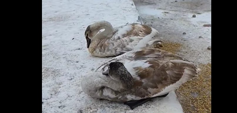 Łabędzie umierają z głodu. Dramatyczna sytuacja w Juszkowie