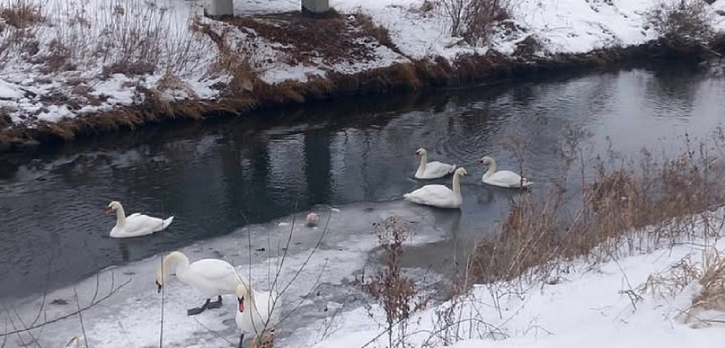 Pruszcz Gdański: Łabędź nad Radunią nie przetrwał – pomóżmy innym ptakom