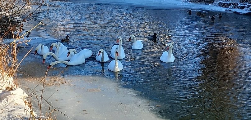Pruszcz Gdański: Łabędzie na Raduni potrzebują wsparcia. Każdy może pomóc