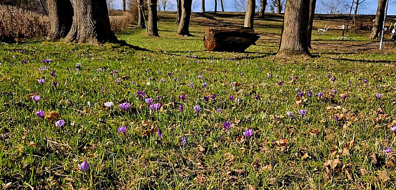 Pszczółki: Park w Ulkowach rozkwita