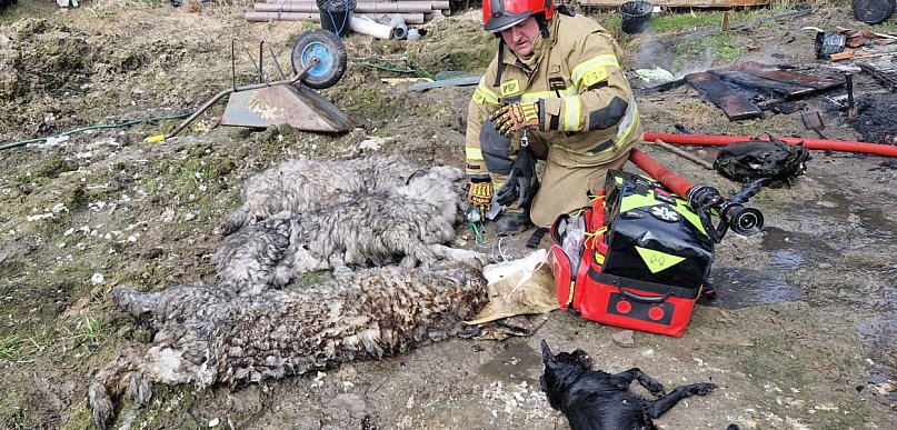 Dramatyczny pożar domku działkowego. Strażacy uratowali cztery psy