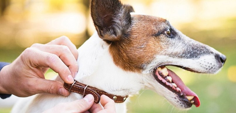 Bezpieczny pupil? Czipowanie za darmo w gminie Kolbudy!