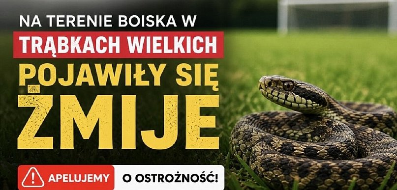 Żmije na terenie boiska w Trąbkach Wielkich. Gmina apeluje o ostrożność