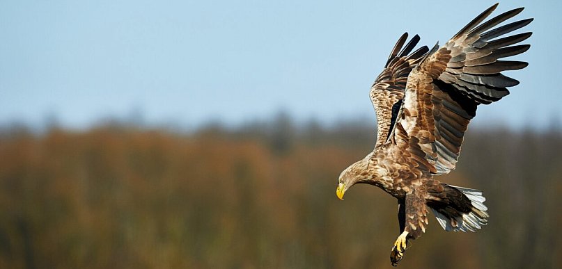 Ekspertyza ornitologiczna – kiedy jest potrzebna i co obejmuje?