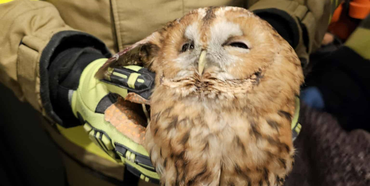 Gmina Cedry Wielkie: Sowa w opałach! Strażacy w akcji!