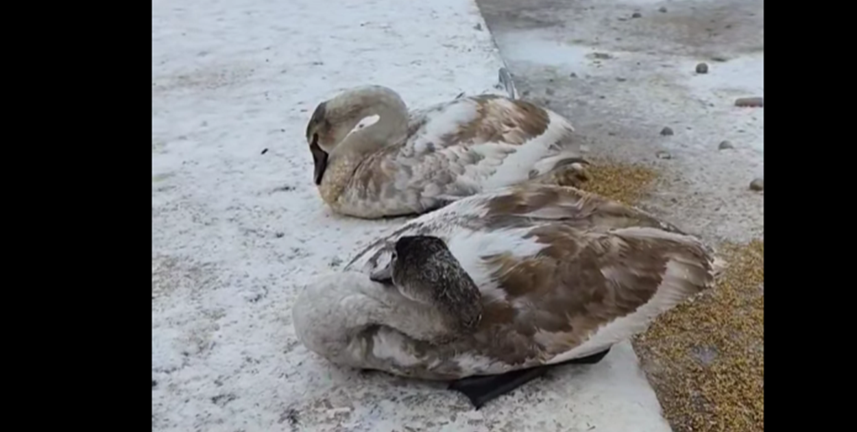Łabędzie umierają z głodu. Dramatyczna sytuacja w Juszkowie