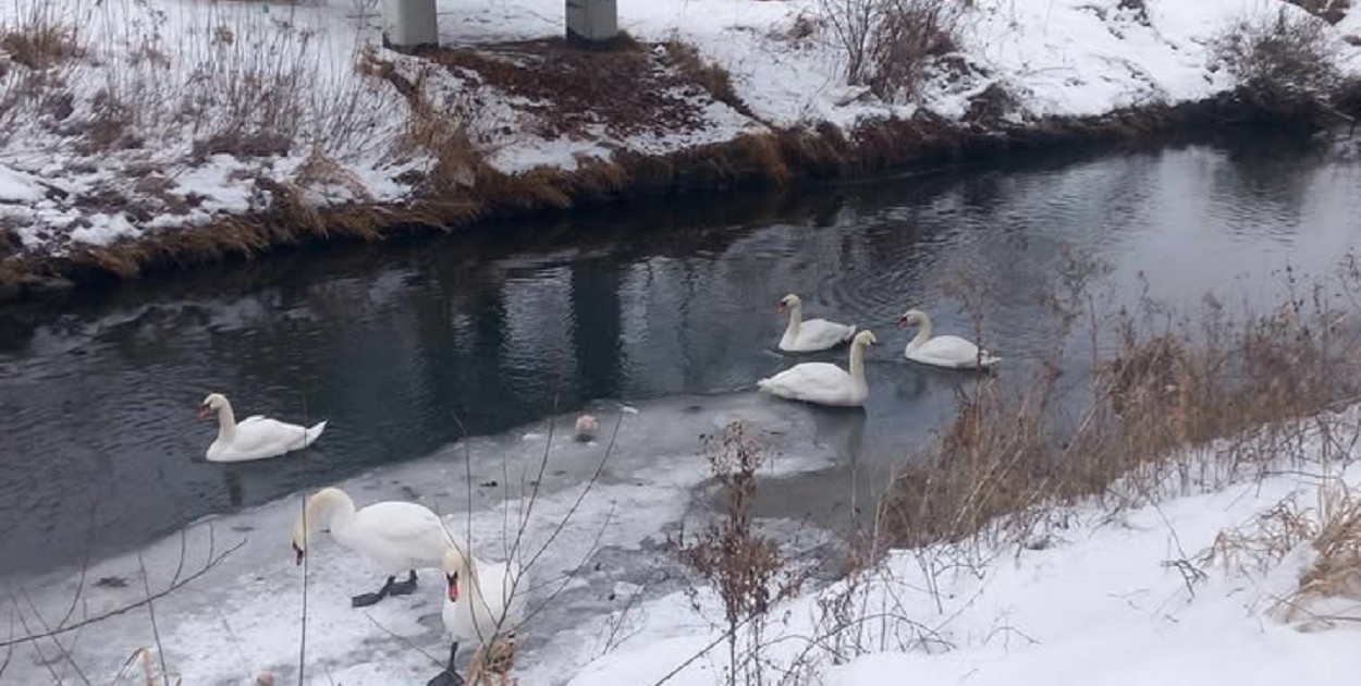 Pruszcz Gdański: Łabędź nad Radunią nie przetrwał – pomóżmy innym ptakom