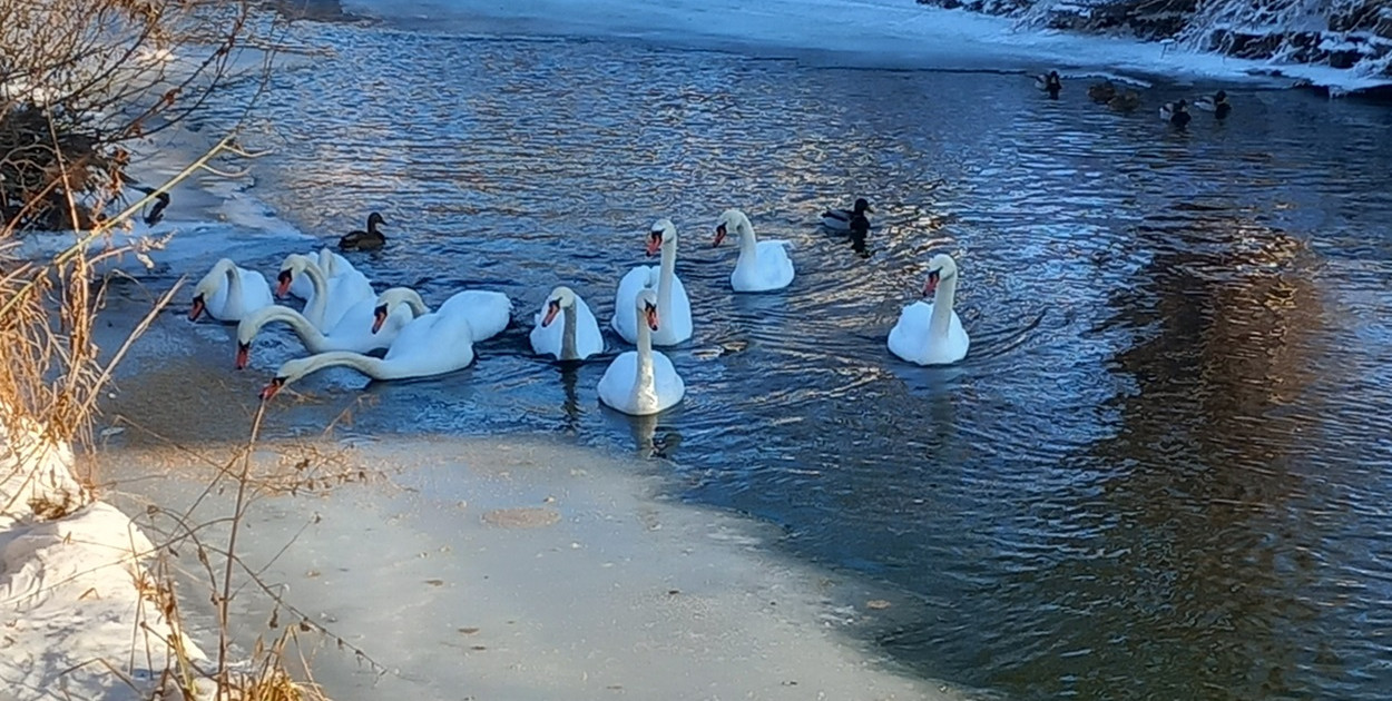 Pruszcz Gdański: Łabędzie na Raduni potrzebują wsparcia. Każdy może pomóc