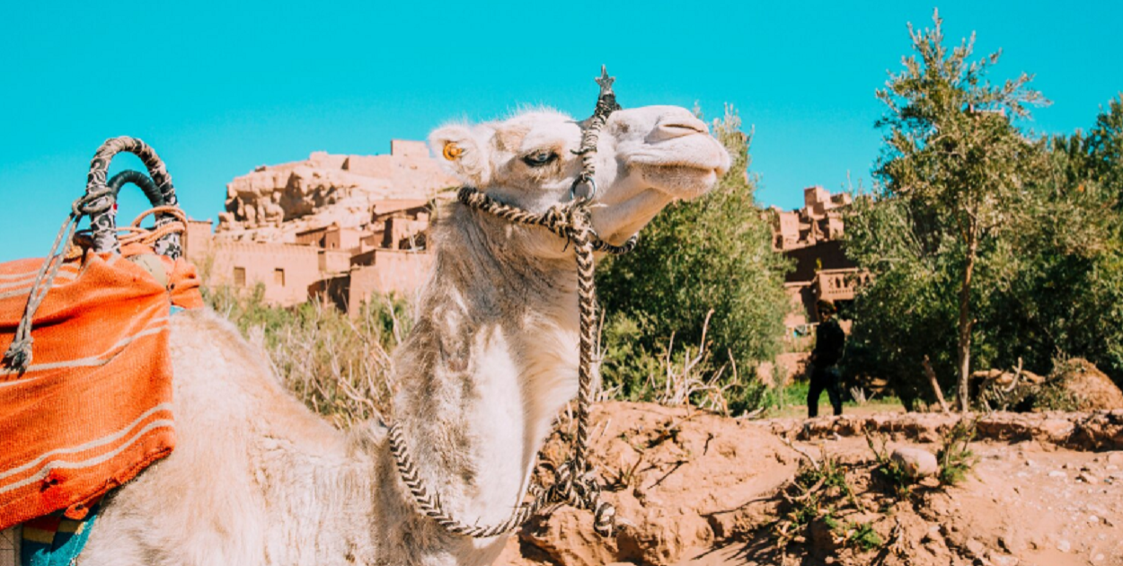 Zapachy, kolory i dźwięki. Maroko z Travelplanet.pl w Pruszczu Gdańskim