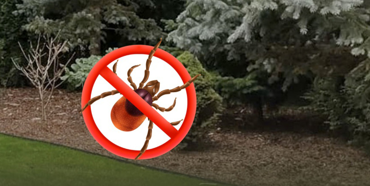 Jak działa profesjonalne zwalczanie kleszczy i komarów w Warszawie