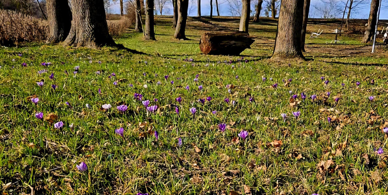 Pszczółki: Park w Ulkowach rozkwita