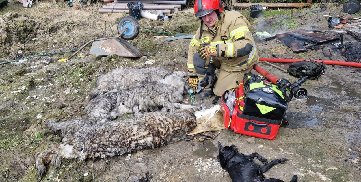 Dramatyczny pożar domku działkowego. Strażacy uratowali cztery psy