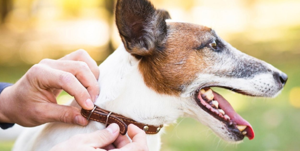 Bezpieczny pupil? Czipowanie za darmo w gminie Kolbudy!